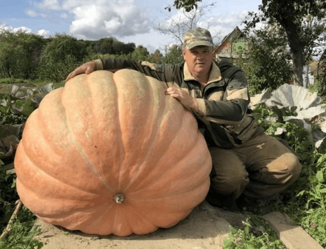 Самая большая тыква в мире фото